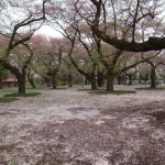 2014.04.10  小金井公園　桜-600